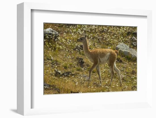 Chile, Patagonia, Torres del Paine National Park. Young Guanaco-Cathy & Gordon Illg-Framed Photographic Print