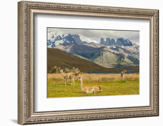 Chile, Patagonia, Torres del Paine NP. Landscape with Guanacos-Cathy & Gordon Illg-Framed Photographic Print