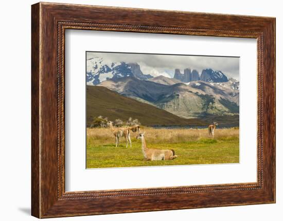 Chile, Patagonia, Torres del Paine NP. Landscape with Guanacos-Cathy & Gordon Illg-Framed Photographic Print