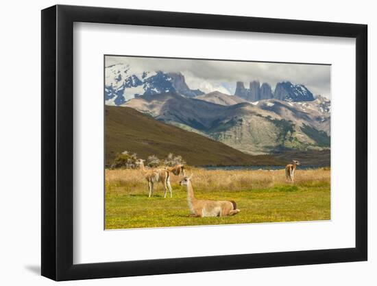 Chile, Patagonia, Torres del Paine NP. Landscape with Guanacos-Cathy & Gordon Illg-Framed Photographic Print