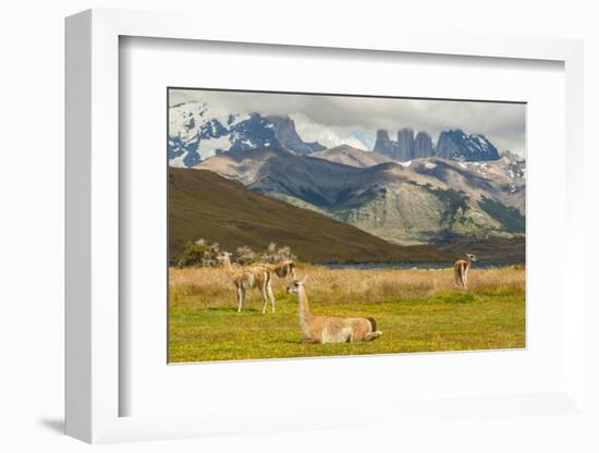 Chile, Patagonia, Torres del Paine NP. Landscape with Guanacos-Cathy & Gordon Illg-Framed Photographic Print