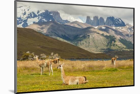 Chile, Patagonia, Torres del Paine NP. Landscape with Guanacos-Cathy & Gordon Illg-Mounted Photographic Print