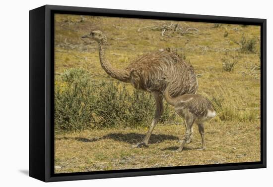 Chile, Patagonia, Torres del Paine NP. Lesser Rhea Adult and Chick-Cathy & Gordon Illg-Framed Premier Image Canvas