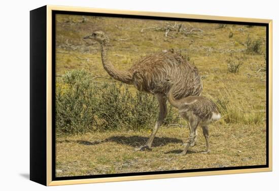 Chile, Patagonia, Torres del Paine NP. Lesser Rhea Adult and Chick-Cathy & Gordon Illg-Framed Premier Image Canvas