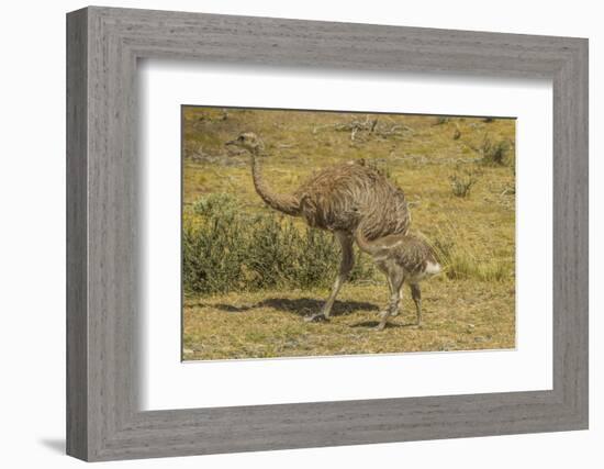 Chile, Patagonia, Torres del Paine NP. Lesser Rhea Adult and Chick-Cathy & Gordon Illg-Framed Photographic Print