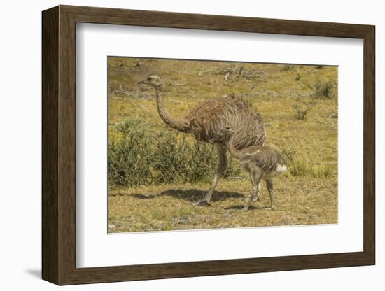 Chile, Patagonia, Torres del Paine NP. Lesser Rhea Adult and Chick-Cathy & Gordon Illg-Framed Photographic Print