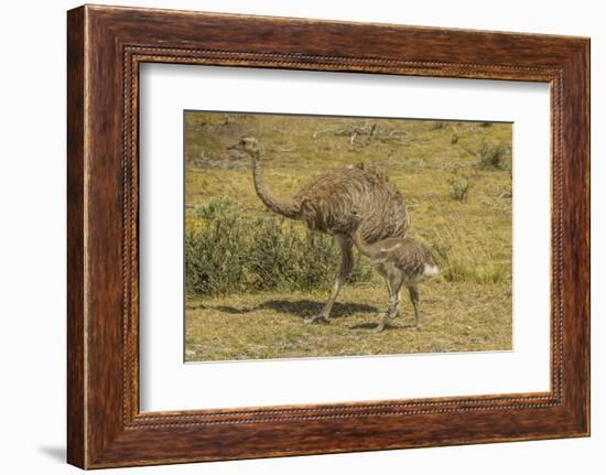 Chile, Patagonia, Torres del Paine NP. Lesser Rhea Adult and Chick-Cathy & Gordon Illg-Framed Photographic Print