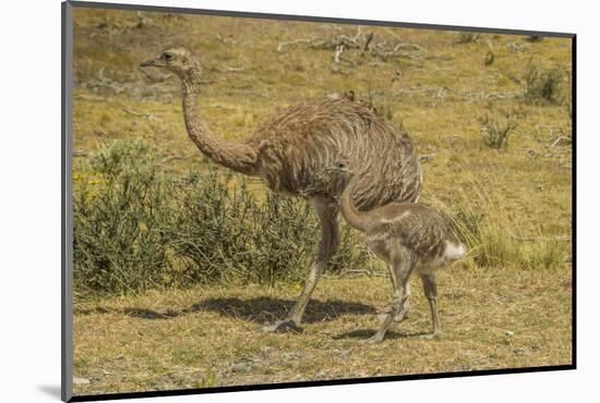 Chile, Patagonia, Torres del Paine NP. Lesser Rhea Adult and Chick-Cathy & Gordon Illg-Mounted Photographic Print