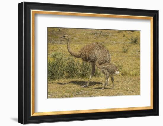 Chile, Patagonia, Torres del Paine NP. Lesser Rhea Adult and Chick-Cathy & Gordon Illg-Framed Photographic Print