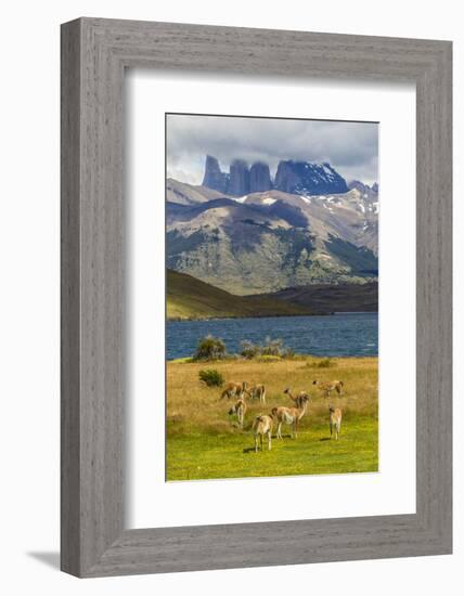 Chile, Patagonia, Torres del Paine NP. Mountains and Guanacos-Cathy & Gordon Illg-Framed Photographic Print