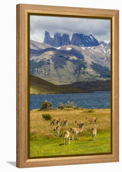 Chile, Patagonia, Torres del Paine NP. Mountains and Guanacos-Cathy & Gordon Illg-Framed Premier Image Canvas