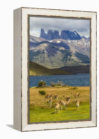 Chile, Patagonia, Torres del Paine NP. Mountains and Guanacos-Cathy & Gordon Illg-Framed Premier Image Canvas