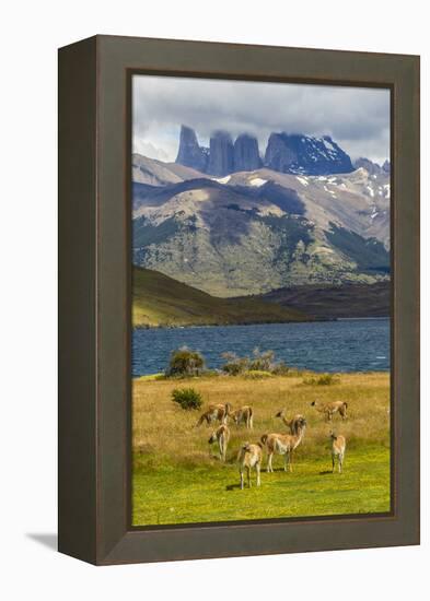 Chile, Patagonia, Torres del Paine NP. Mountains and Guanacos-Cathy & Gordon Illg-Framed Premier Image Canvas