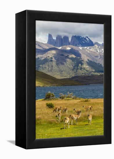 Chile, Patagonia, Torres del Paine NP. Mountains and Guanacos-Cathy & Gordon Illg-Framed Premier Image Canvas