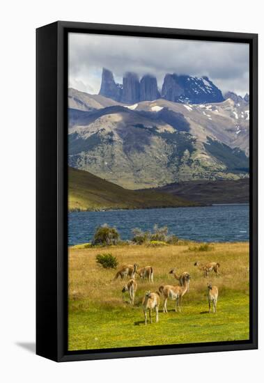 Chile, Patagonia, Torres del Paine NP. Mountains and Guanacos-Cathy & Gordon Illg-Framed Premier Image Canvas