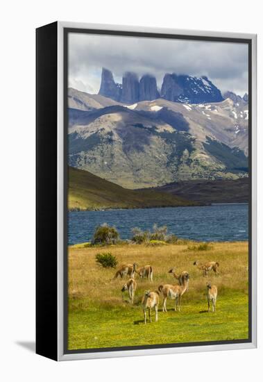 Chile, Patagonia, Torres del Paine NP. Mountains and Guanacos-Cathy & Gordon Illg-Framed Premier Image Canvas