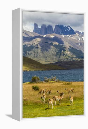 Chile, Patagonia, Torres del Paine NP. Mountains and Guanacos-Cathy & Gordon Illg-Framed Premier Image Canvas