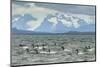 Chile, Patagonia, Ultima Esperanza Sound. Black-Necked Swans-Cathy & Gordon Illg-Mounted Photographic Print