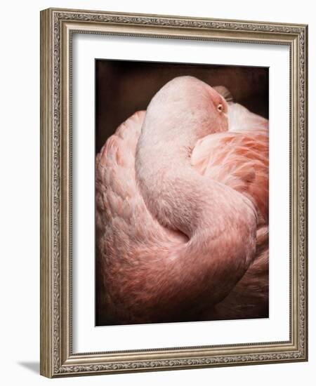 Chilean Flamingo I-Debra Van Swearingen-Framed Art Print