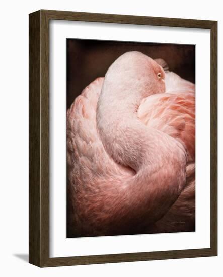 Chilean Flamingo I-Debra Van Swearingen-Framed Art Print