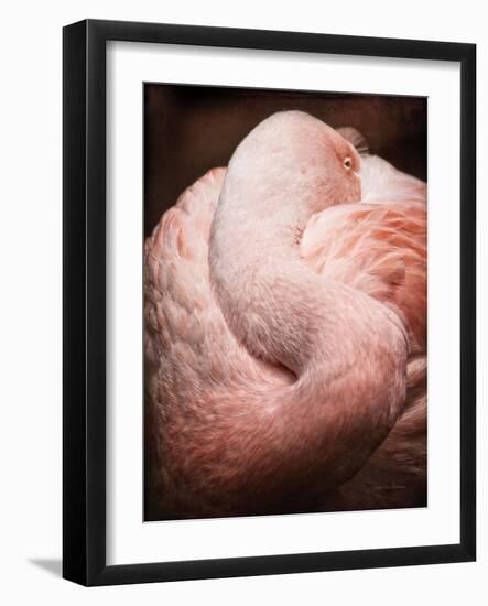 Chilean Flamingo I-Debra Van Swearingen-Framed Art Print