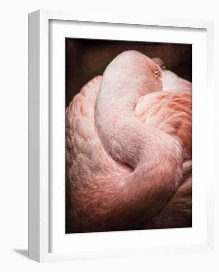 Chilean Flamingo I-Debra Van Swearingen-Framed Art Print