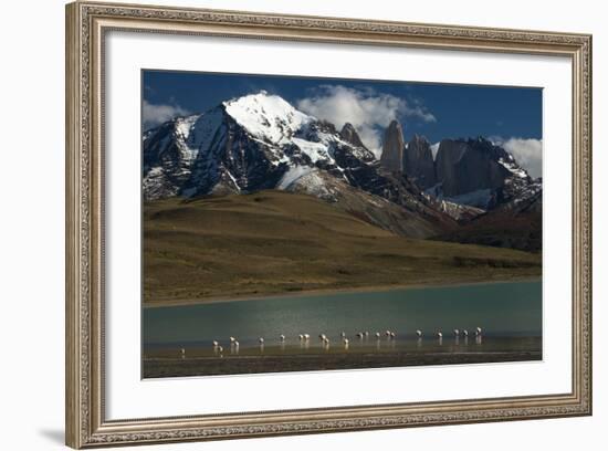 Chilean Flamingo on Blue Lake, Torres del Paine NP, Patagonia, Chile-Pete Oxford-Framed Photographic Print