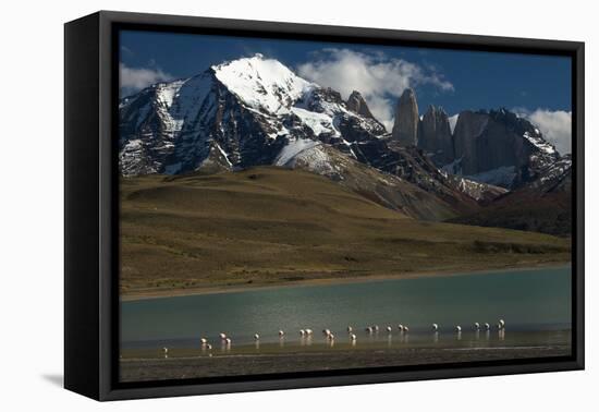 Chilean Flamingo on Blue Lake, Torres del Paine NP, Patagonia, Chile-Pete Oxford-Framed Premier Image Canvas