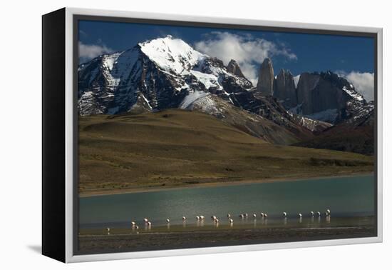 Chilean Flamingo on Blue Lake, Torres del Paine NP, Patagonia, Chile-Pete Oxford-Framed Premier Image Canvas