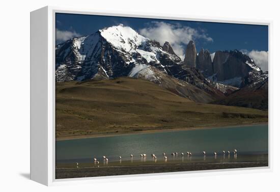 Chilean Flamingo on Blue Lake, Torres del Paine NP, Patagonia, Chile-Pete Oxford-Framed Premier Image Canvas