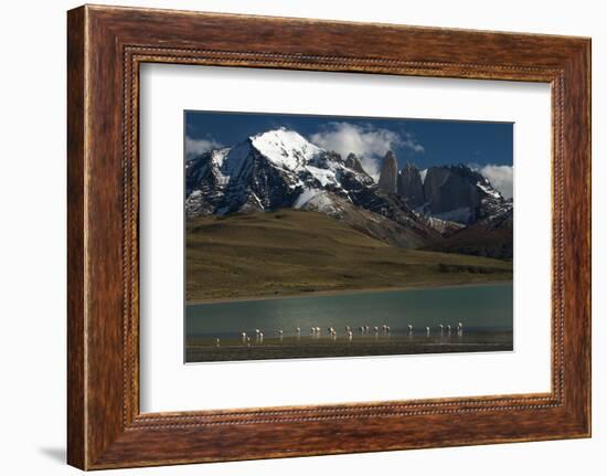 Chilean Flamingo on Blue Lake, Torres del Paine NP, Patagonia, Chile-Pete Oxford-Framed Photographic Print