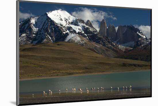 Chilean Flamingo on Blue Lake, Torres del Paine NP, Patagonia, Chile-Pete Oxford-Mounted Photographic Print