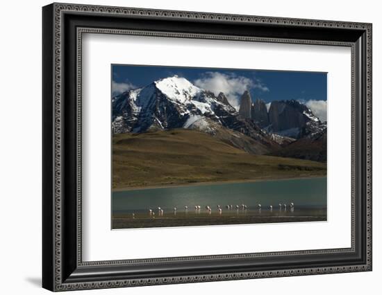 Chilean Flamingo on Blue Lake, Torres del Paine NP, Patagonia, Chile-Pete Oxford-Framed Photographic Print