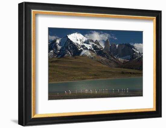 Chilean Flamingo on Blue Lake, Torres del Paine NP, Patagonia, Chile-Pete Oxford-Framed Photographic Print