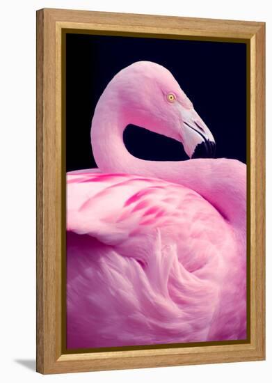 Chilean Flamingo Portrait-Jeff McGraw-Framed Premier Image Canvas