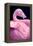 Chilean Flamingo Portrait-Jeff McGraw-Framed Premier Image Canvas