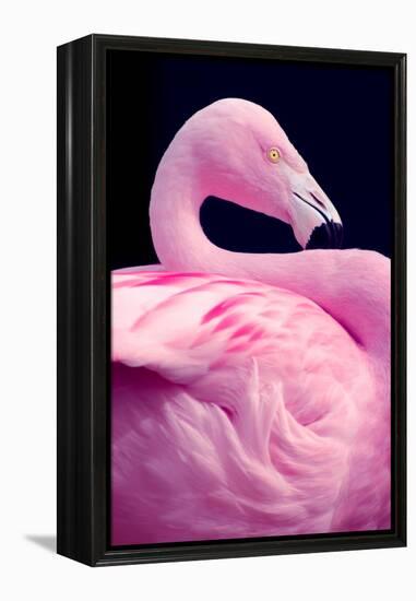 Chilean Flamingo Portrait-Jeff McGraw-Framed Premier Image Canvas