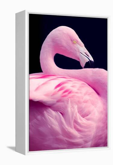 Chilean Flamingo Portrait-Jeff McGraw-Framed Premier Image Canvas