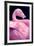 Chilean Flamingo Portrait-Jeff McGraw-Framed Photographic Print