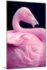 Chilean Flamingo Portrait-Jeff McGraw-Mounted Photographic Print