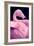 Chilean Flamingo Portrait-Jeff McGraw-Framed Photographic Print