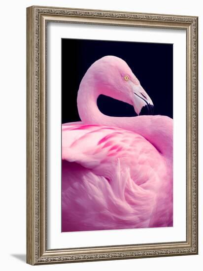 Chilean Flamingo Portrait-Jeff McGraw-Framed Photographic Print