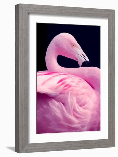 Chilean Flamingo Portrait-Jeff McGraw-Framed Photographic Print