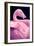 Chilean Flamingo Portrait-Jeff McGraw-Framed Photographic Print