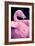 Chilean Flamingo Portrait-Jeff McGraw-Framed Photographic Print