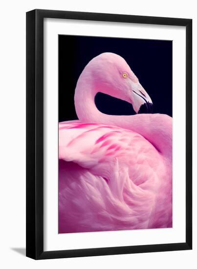 Chilean Flamingo Portrait-Jeff McGraw-Framed Photographic Print