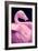 Chilean Flamingo Portrait-Jeff McGraw-Framed Photographic Print