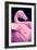 Chilean Flamingo Portrait-Jeff McGraw-Framed Photographic Print