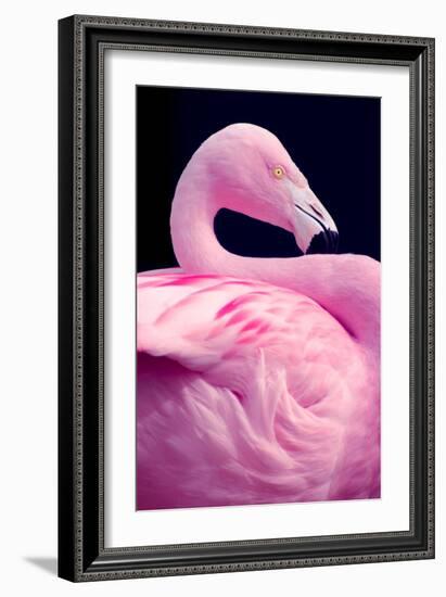 Chilean Flamingo Portrait-Jeff McGraw-Framed Photographic Print