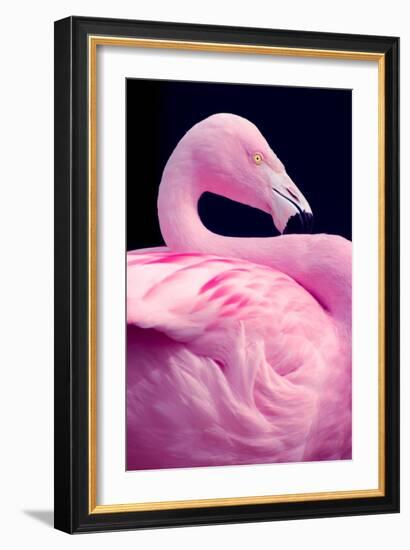 Chilean Flamingo Portrait-Jeff McGraw-Framed Photographic Print